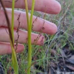 Microtis sp. at Bungendore, NSW - 16 Dec 2022