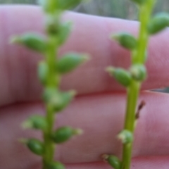 Microtis sp. at Bungendore, NSW - 16 Dec 2022