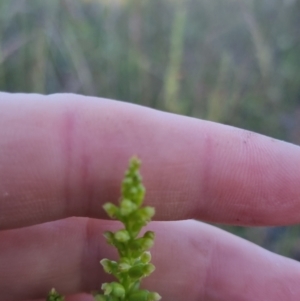 Microtis sp. at Bungendore, NSW - suppressed