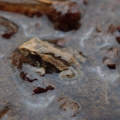 Unverified Frog by Laserchemisty