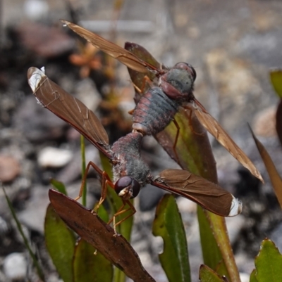 Comptosia insignis (A bee fly) at Sassafras, NSW - 19 Dec 2022 by RobG1
