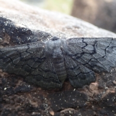 Unidentified Moth (Lepidoptera) at Bonang, VIC - 1 Dec 2022 by Laserchemisty