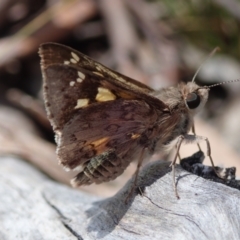 Unidentified Skipper (Hesperiidae) at Bonang, VIC - 2 Dec 2022 by Laserchemisty