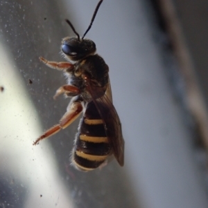 Lasioglossum (Chilalictus) bicingulatum at Spence, ACT - 12 Nov 2022