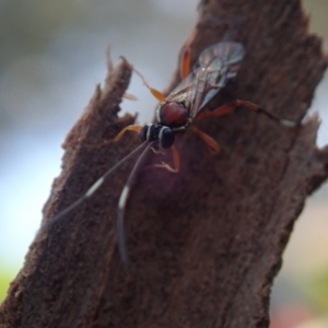 Ichneumonidae (family) at Spence, ACT - 10 Nov 2022