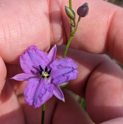 Arthropodium fimbriatum (Nodding Chocolate Lily) at Indigo Valley, VIC - 20 Dec 2022 by Darcy
