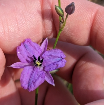 Arthropodium fimbriatum (Nodding Chocolate Lily) at Indigo Valley, VIC - 19 Dec 2022 by Darcy