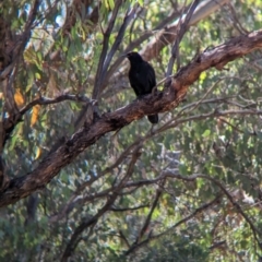 Corcorax melanorhamphos (White-winged Chough) at Indigo Valley, VIC - 20 Dec 2022 by Darcy