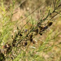 Daviesia genistifolia (Broom Bitter Pea) at Indigo Valley, VIC - 19 Dec 2022 by Darcy