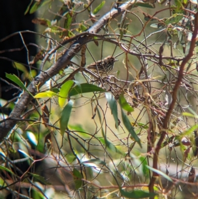 Pyrrholaemus sagittatus (Speckled Warbler) at Indigo Valley, VIC - 20 Dec 2022 by Darcy