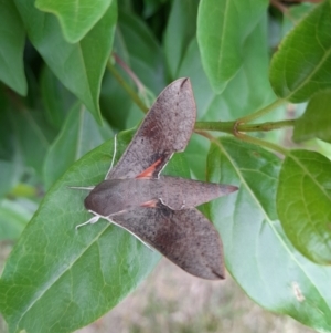 Hippotion scrofa at Narrabundah, ACT - 21 Dec 2022