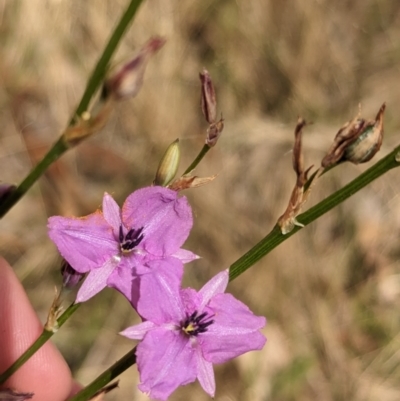 Arthropodium fimbriatum (Nodding Chocolate Lily) at Mangoplah, NSW - 21 Dec 2022 by Darcy