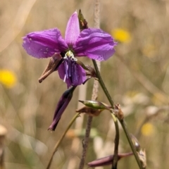 Arthropodium fimbriatum (Nodding Chocolate Lily) at Cookardinia, NSW - 21 Dec 2022 by Darcy