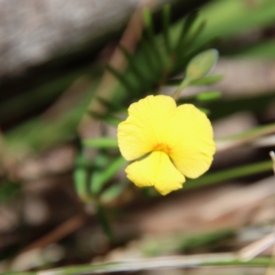 Gompholobium pinnatum (Pinnate Wedge-Pea) at Moruya, NSW - 21 Dec 2022 by LisaH