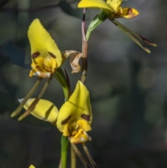 Diuris sulphurea (Tiger Orchid) at Rendezvous Creek, ACT - 20 Dec 2022 by trevsci