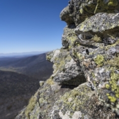 Pseudemoia spenceri (Spencer's Skink) at Namadgi National Park - 19 Dec 2022 by trevsci