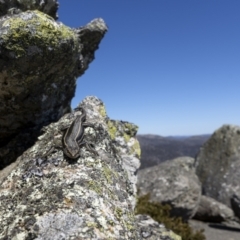 Pseudemoia spenceri at Mount Clear, ACT - 20 Dec 2022