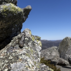 Pseudemoia spenceri at Mount Clear, ACT - 20 Dec 2022