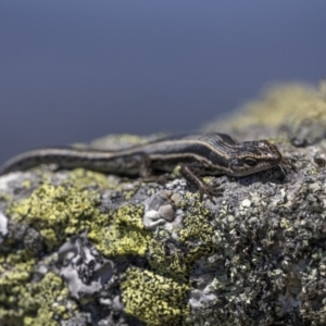 Pseudemoia spenceri at Mount Clear, ACT - 20 Dec 2022 09:38 AM