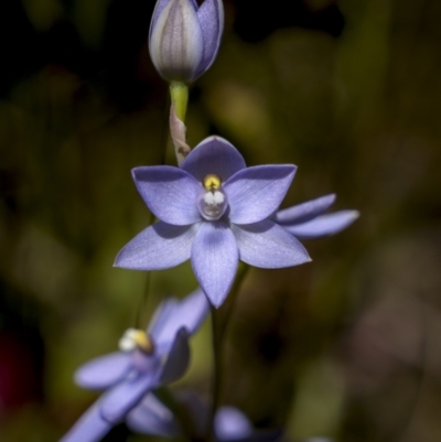 Thelymitra alpina (Mountain Sun Orchid) at Namadgi National Park - 20 Dec 2022 by trevsci