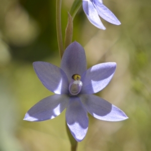 Thelymitra alpina at Rendezvous Creek, ACT - suppressed