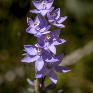 Thelymitra alpina at Rendezvous Creek, ACT - suppressed