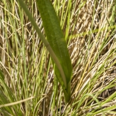 Thelymitra alpina at Rendezvous Creek, ACT - suppressed