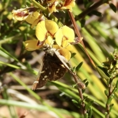 Pasma tasmanica (Two-spotted Grass-skipper) at Wingello, NSW - 3 Nov 2022 by GlossyGal