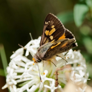 Trapezites phigalioides at Paddys River, ACT - 10 Dec 2022