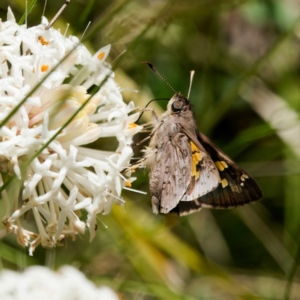 Trapezites phigalioides at Paddys River, ACT - 10 Dec 2022