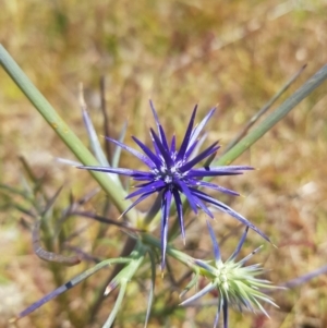 Eryngium ovinum at Theodore, ACT - 18 Dec 2022