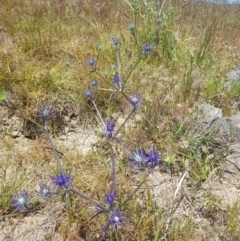 Eryngium ovinum at Theodore, ACT - 18 Dec 2022