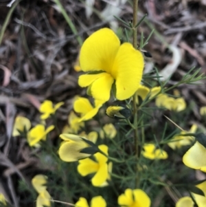 Gompholobium huegelii at Burra, NSW - 21 Dec 2022