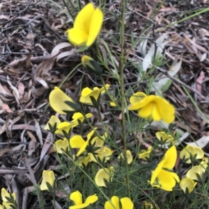 Gompholobium huegelii at Burra, NSW - 21 Dec 2022