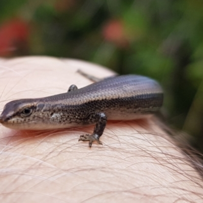 Lampropholis delicata (Delicate Skink) at Chisholm, ACT - 13 Dec 2022 by roman_soroka