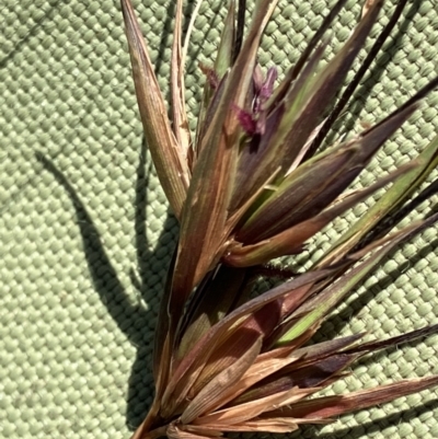 Themeda triandra (Kangaroo Grass) at Fentons Creek, VIC - 17 Dec 2022 by KL