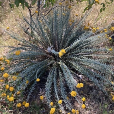 Chrysocephalum semipapposum (Clustered Everlasting) at Fentons Creek, VIC - 17 Dec 2022 by KL