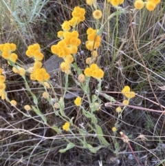 Chrysocephalum apiculatum (Common Everlasting) at Fentons Creek, VIC - 19 Dec 2022 by KL