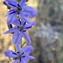 Caesia calliantha (Blue Grass-lily) at Fentons Creek, VIC - 18 Dec 2022 by KL