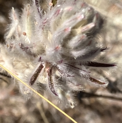 Ptilotus erubescens (Hairy Tails) at Fentons Creek, VIC - 17 Dec 2022 by KL