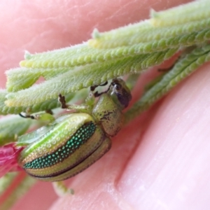 Calomela vittata at Murrumbateman, NSW - 18 Dec 2022