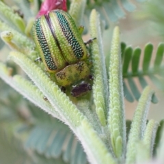 Calomela vittata at Murrumbateman, NSW - 18 Dec 2022