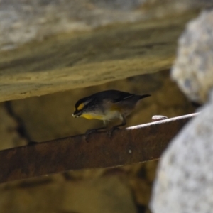 Pardalotus striatus at Mount Clear, ACT - 21 Dec 2022 12:10 PM