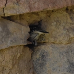 Pardalotus striatus at Mount Clear, ACT - 21 Dec 2022 12:10 PM