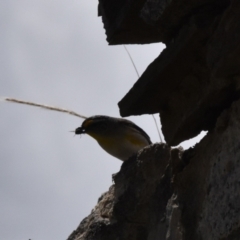 Pardalotus striatus at Mount Clear, ACT - 21 Dec 2022