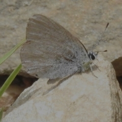 Candalides heathi (Rayed Blue) at Tidbinbilla Nature Reserve - 20 Dec 2022 by JohnBundock