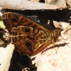 Geitoneura acantha (Ringed Xenica) at Woodstock Nature Reserve - 20 Dec 2022 by JohnBundock