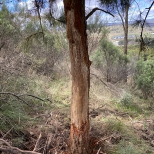 Cervus unicolor at Watson, ACT - 18 Sep 2022