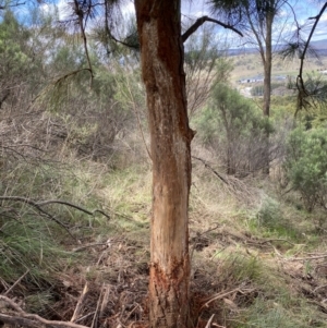 Cervus unicolor at Watson, ACT - suppressed