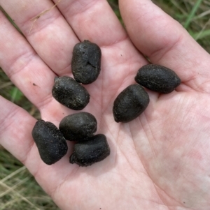 Cervus unicolor at Watson, ACT - suppressed